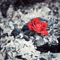 http://www.aprilkoehlerphotography.com/gallery/red-rose-project/#all/1/grid